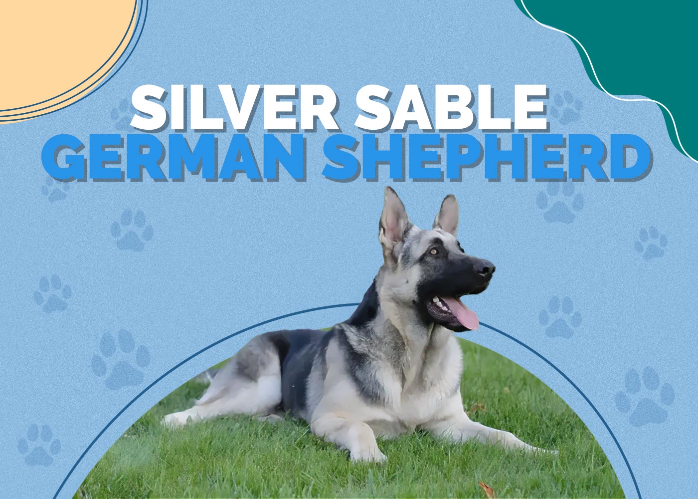 Silver Sable German Shepherd: Interesting Facts, Info & Pictures | Hepper