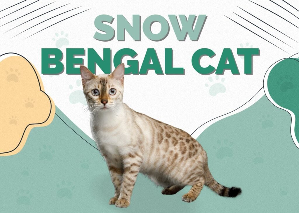 Snow Bengal Cat