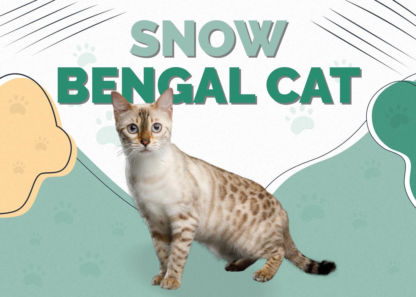 Snow Bengal Cat