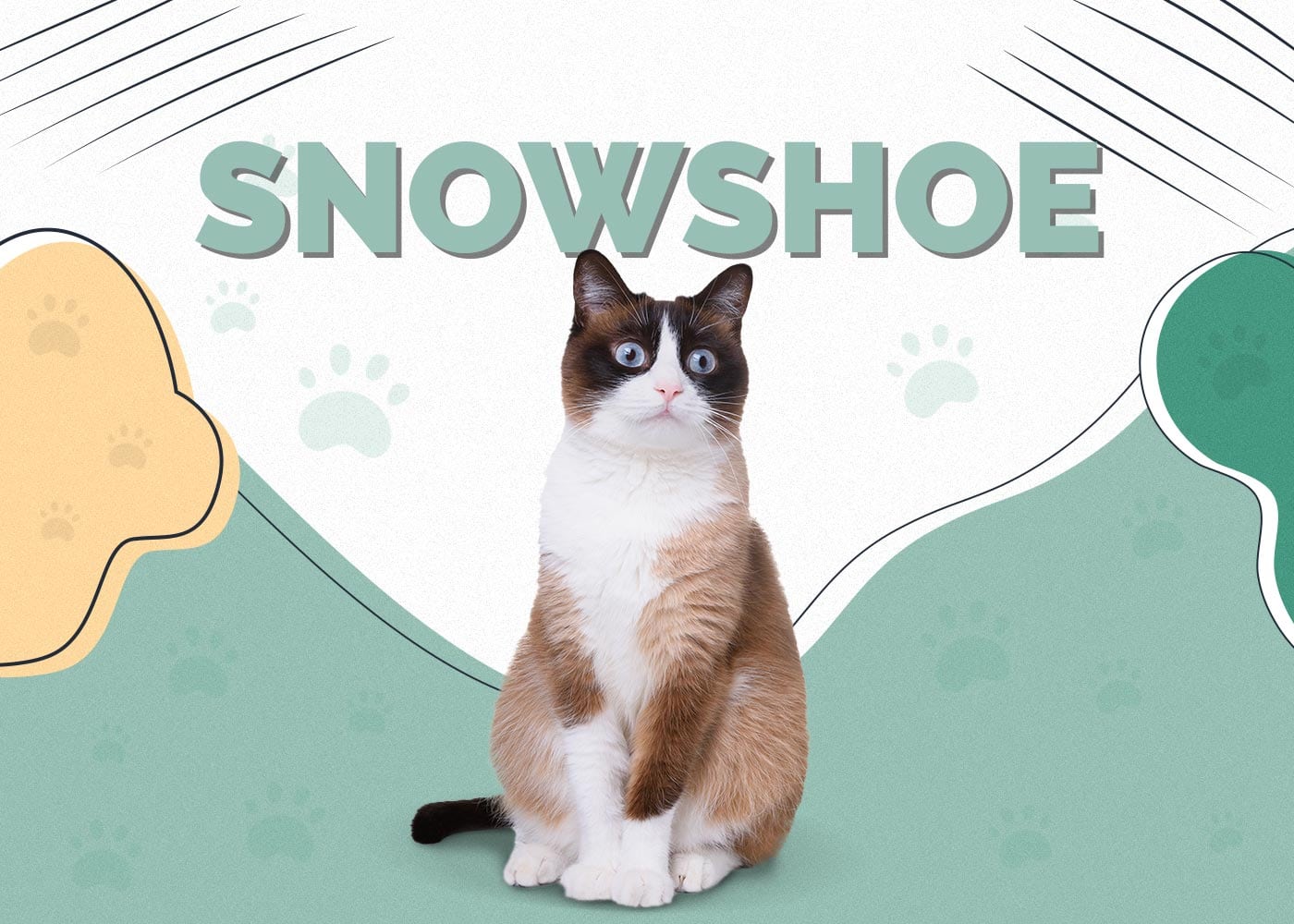 Snowshoe Cat Breed Info, Pictures, Care, Traits & Facts Hepper
