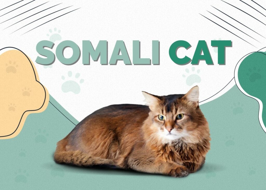 Somali Cat