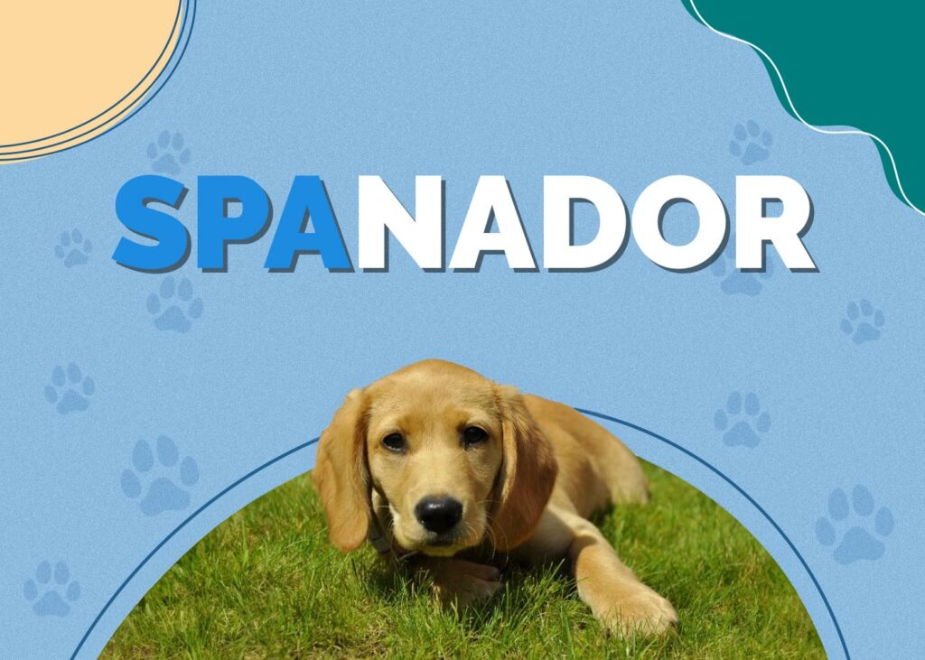 Spanador (Cocker Spaniel & Lab Mix)