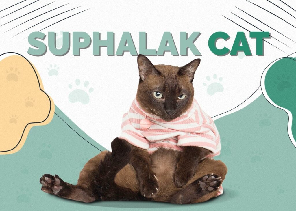 Suphalak Cat