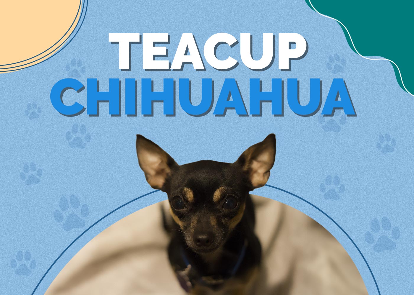 Teacup Chihuahua Dog