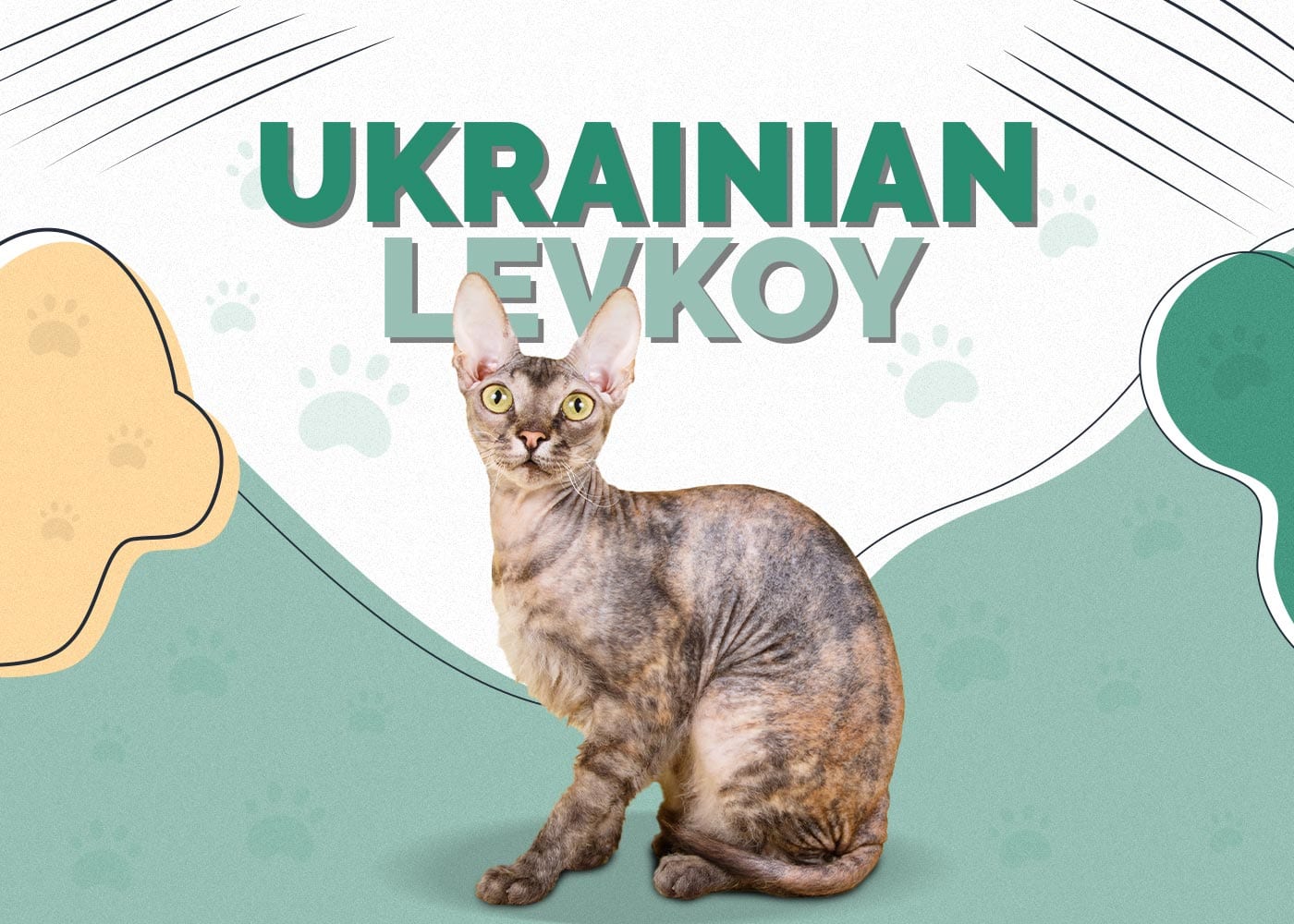 Ukrainian Levkoy Cat