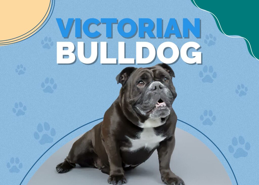 Victorian Bulldog