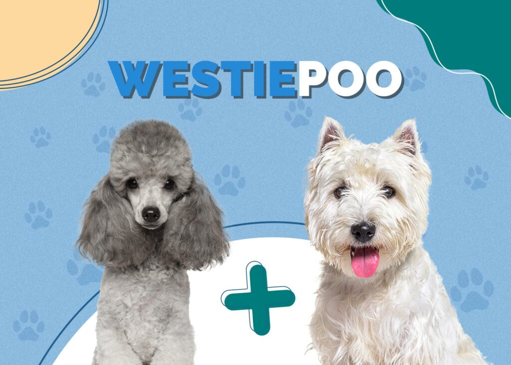 Westiepoo (Westie & Poodle Mix)
