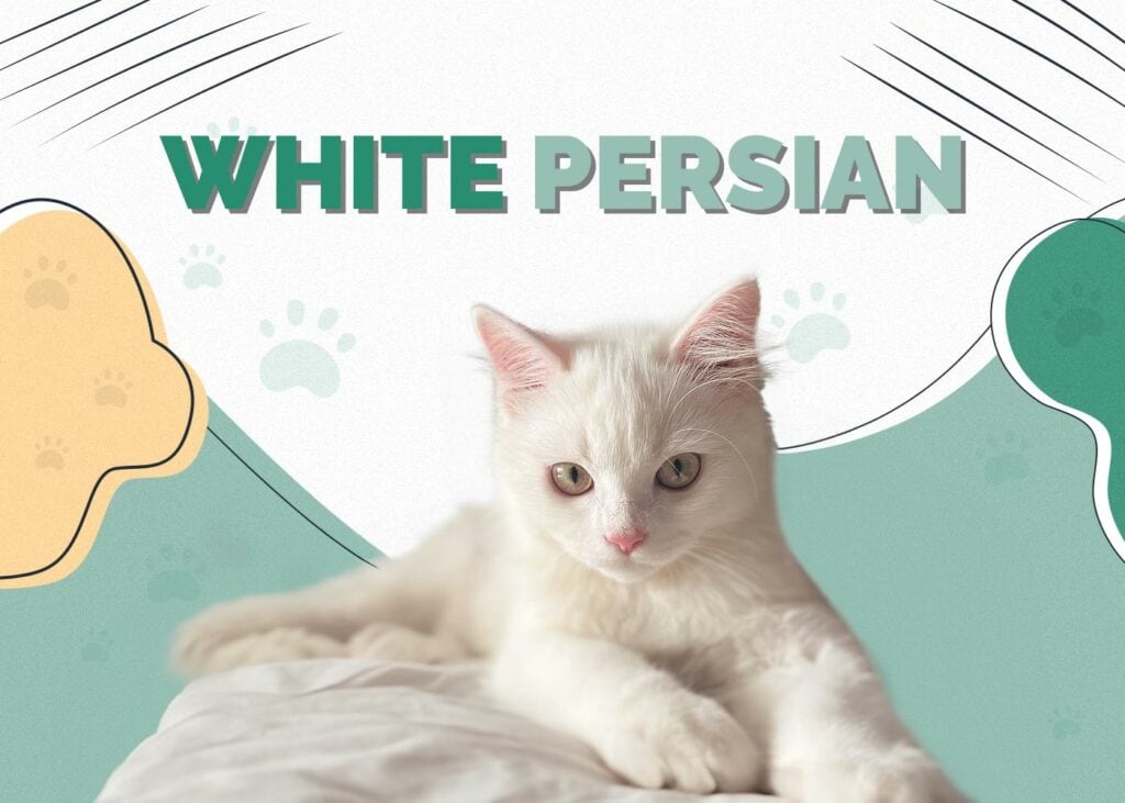 White Persian Cat