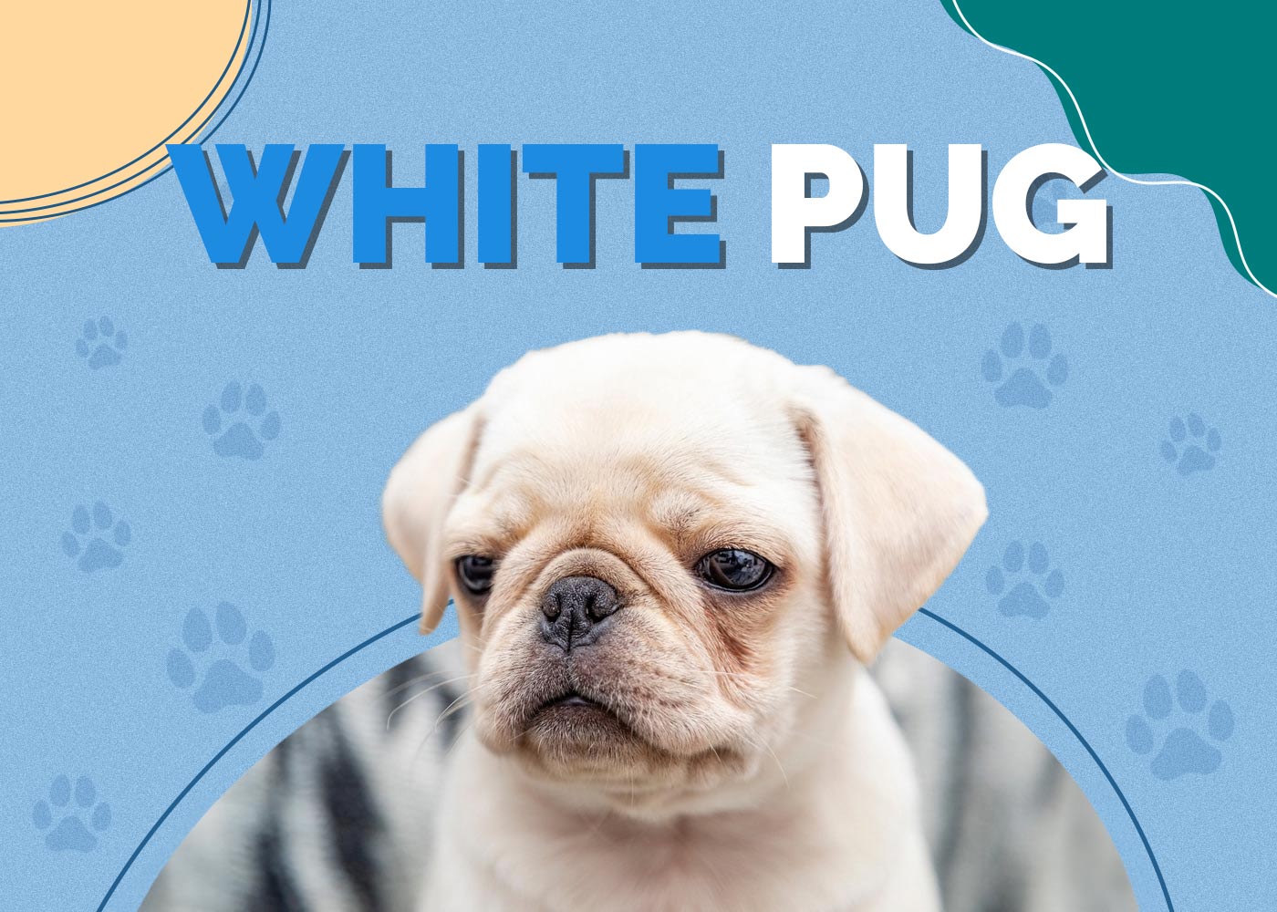 White Pug