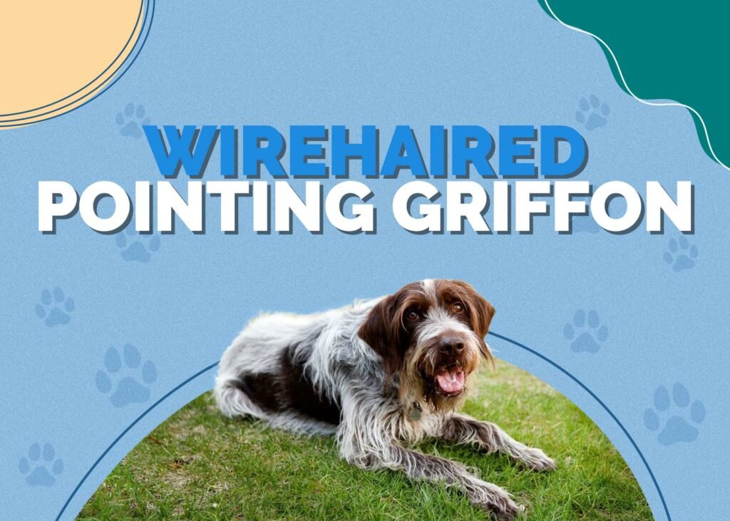 Wirehaired Pointing Griffon