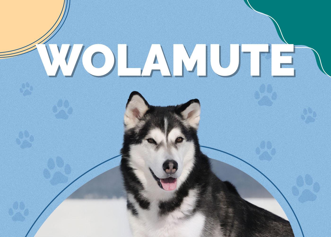 Wolamute (Gray Wolf & Alaskan Malamute Mix)