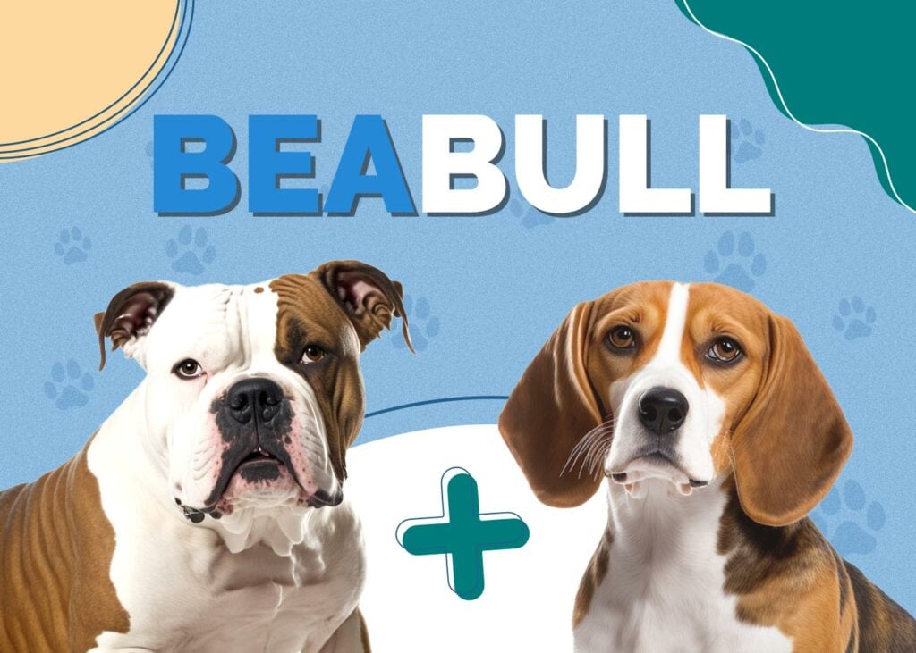 Beabull (Beagle & English Bulldog Mix)