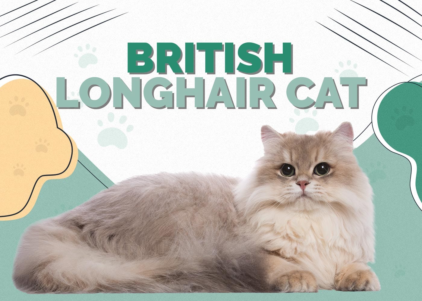 British Longhair Cat