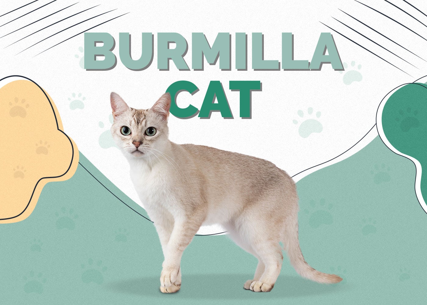 Burmilla Cat