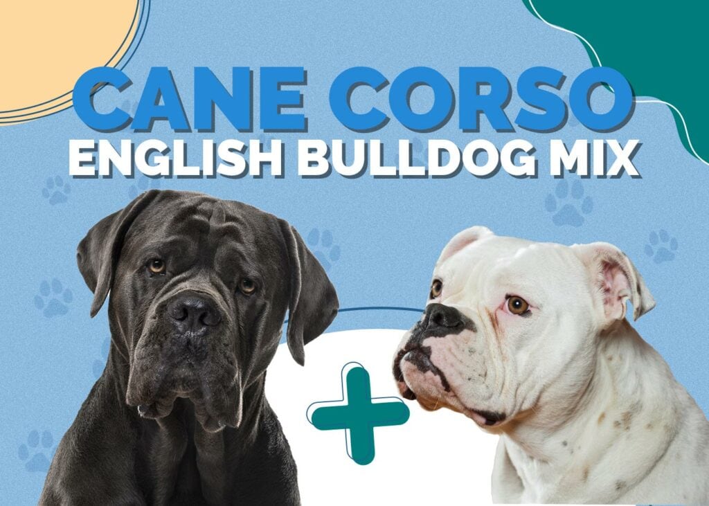 Cane Corso English Bulldog Mix