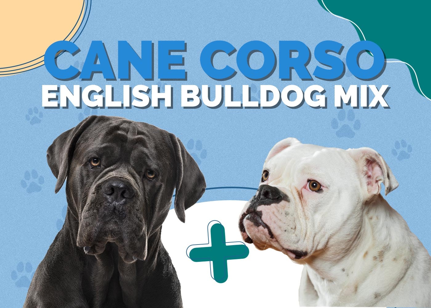 Cane Corso English Bulldog Mix