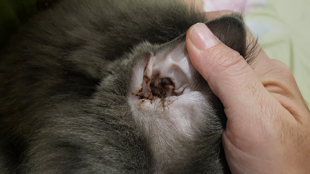 cat with ear discharge