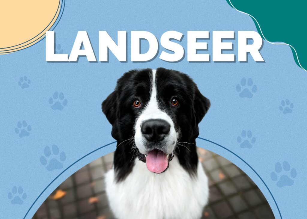 Landseer Dog (European Continental)