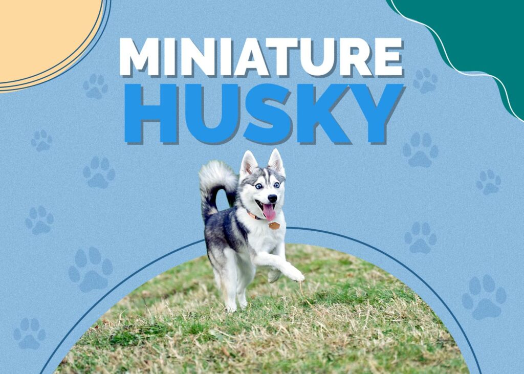 Miniature Husky