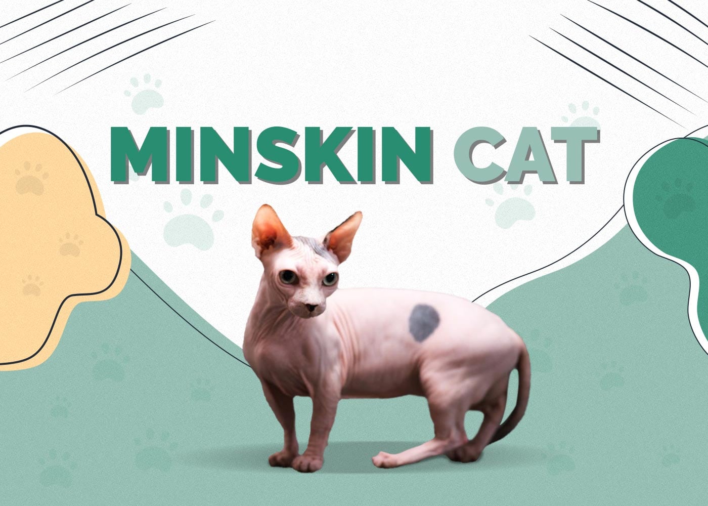Minskin Cat