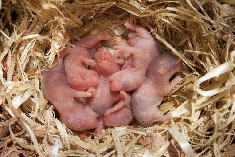 new-born-hamsters