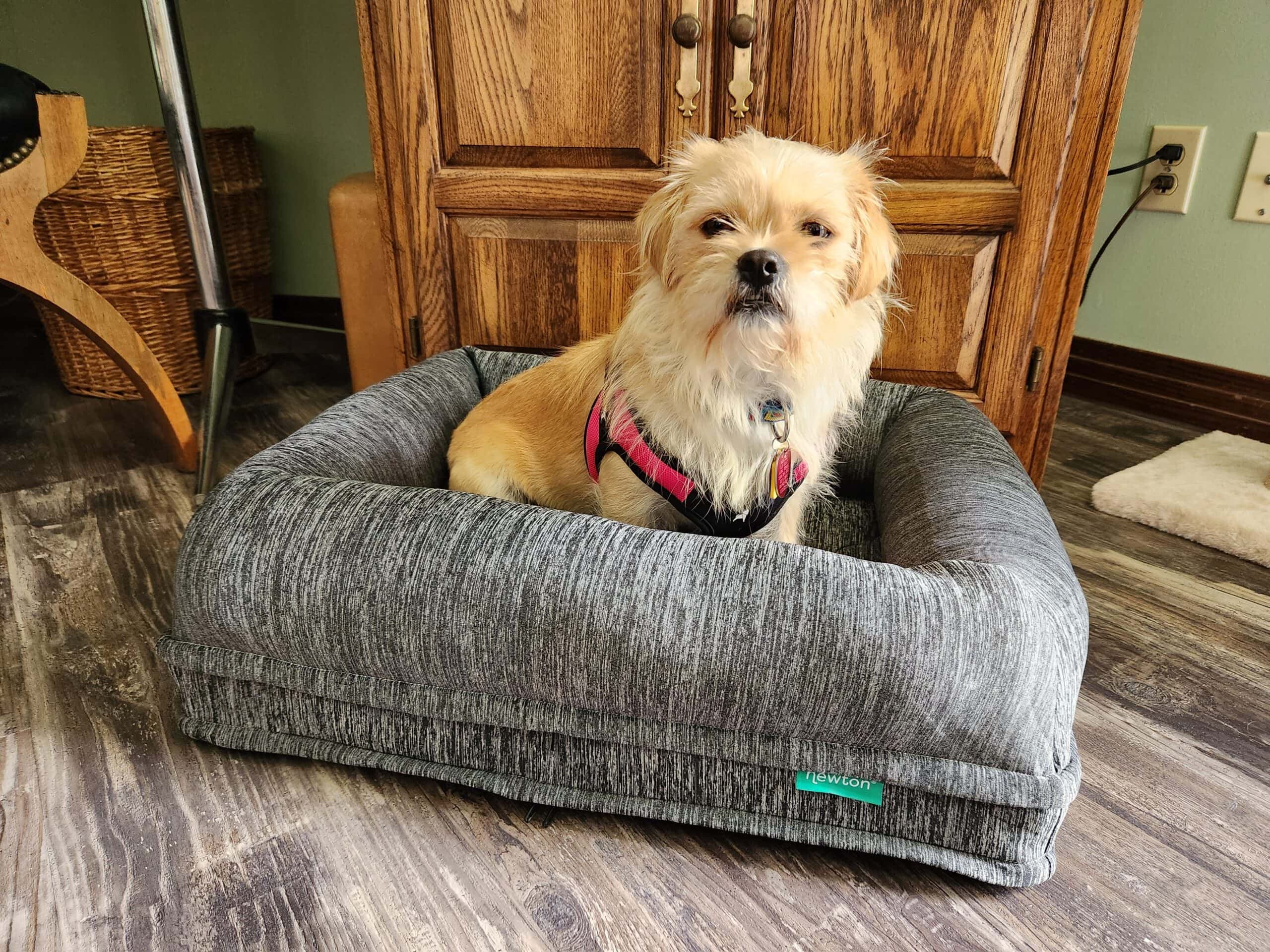 Newton Baby Orthopedic pet Bed