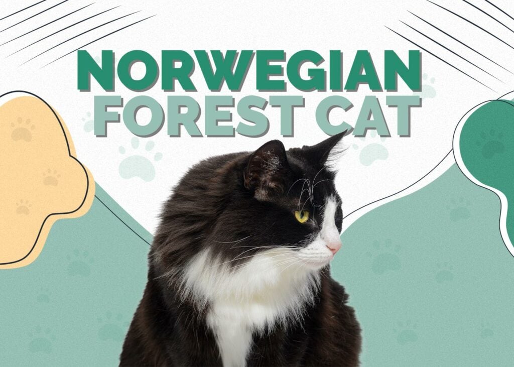 Norwegian Forest Cat