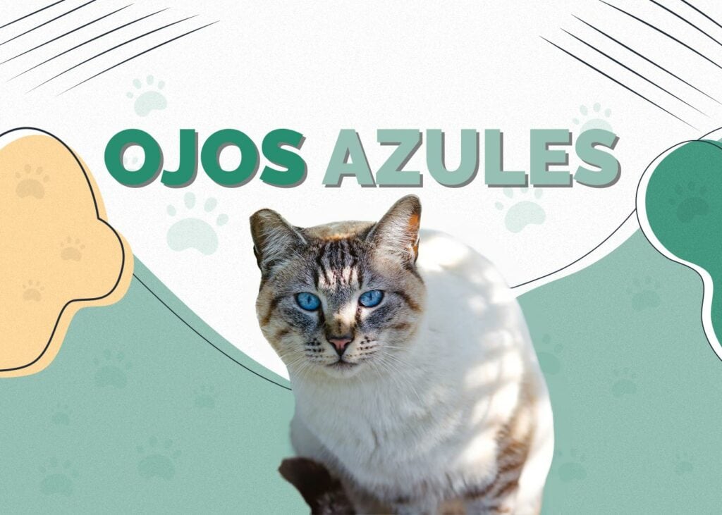 Ojos Azules Cat