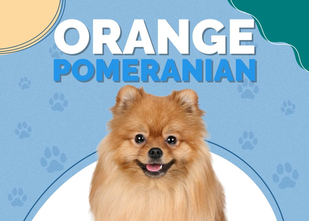 Orange Pomeranian