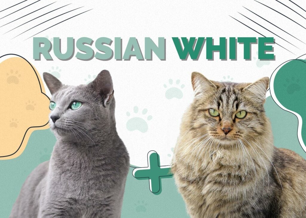 Russian White (Russian Black, Russian Tabby)