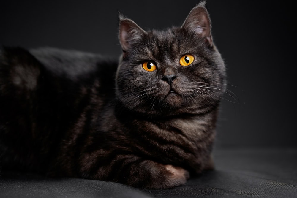 scottish-black-tabby-cat-resting