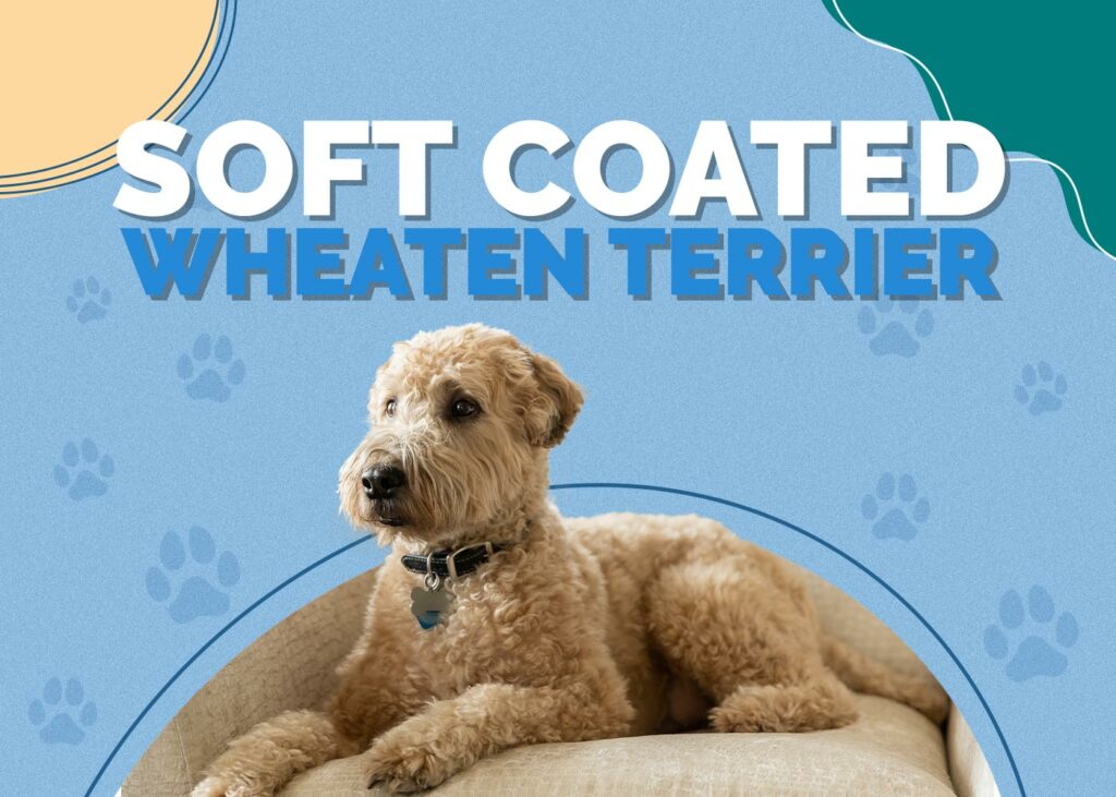 Soft Coated Wheaten Terrier