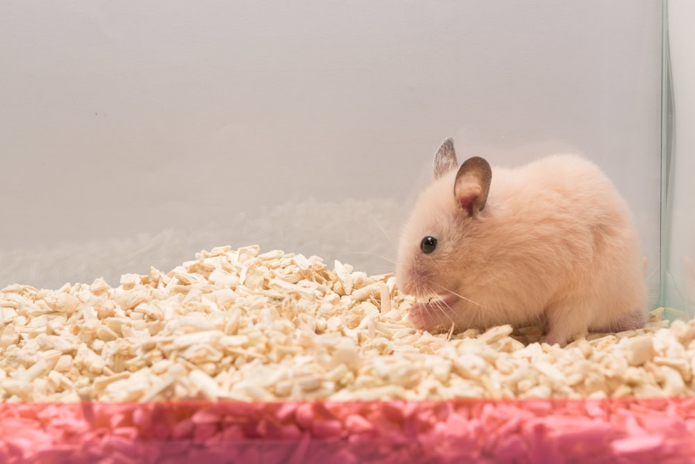 syrian-hamster-sitting-on-beddings
