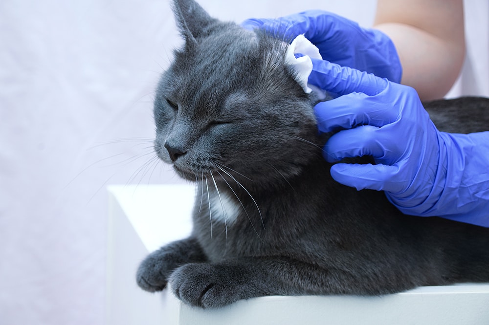 veterinarian cleaning the ears of gray cat