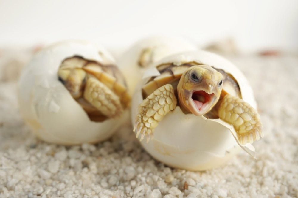 Baby Tortoise Hatching egg (African spurred tortoise)