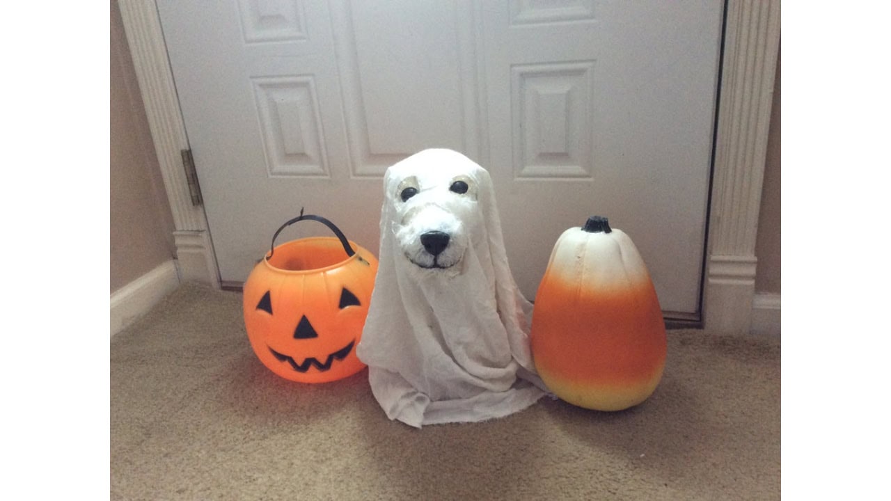 Boo the Ghost (1)