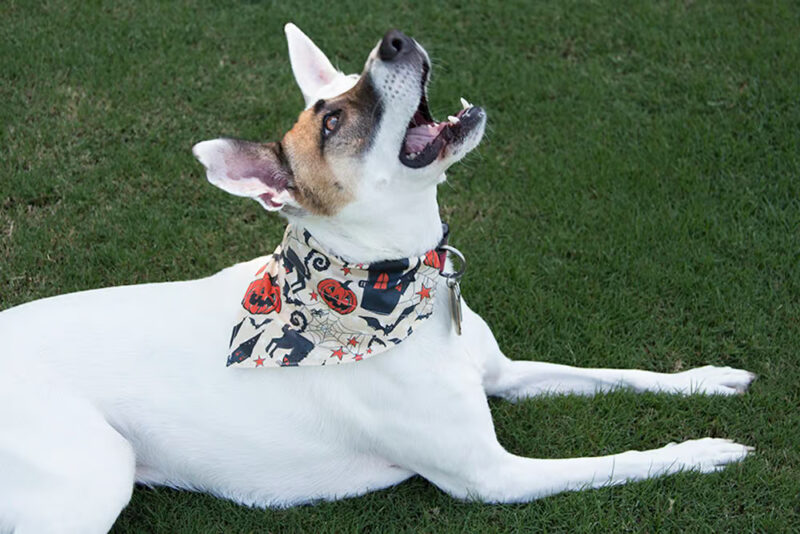 Halloween Dog Bandana