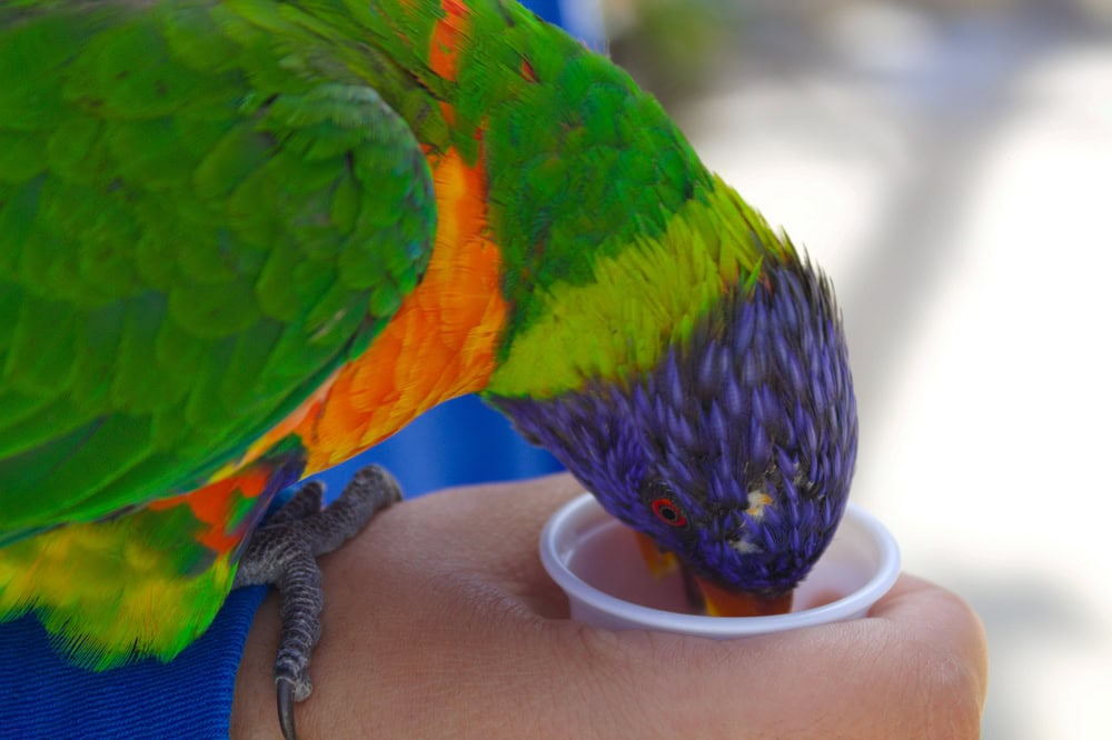 Parakeet drinking sugar water from Long Beach Aquarium