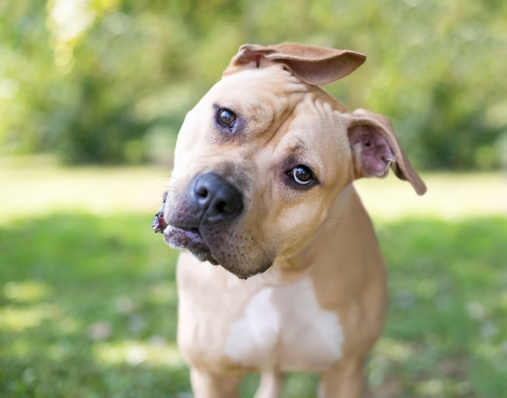 Pit Bull Terrier mixed breed dog with floppy ears listening with a head tilt or curious
