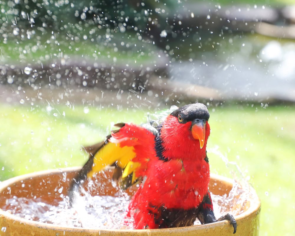 Red Black Colorful Parrot Parakeet bath water splash
