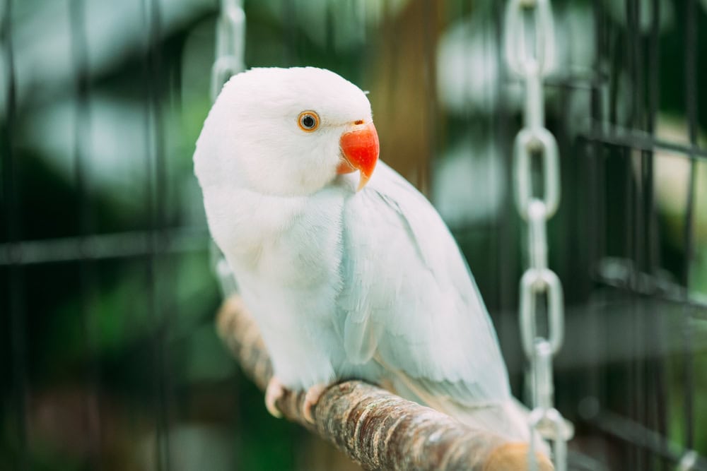 Ring-necked Parakeet In Zoo