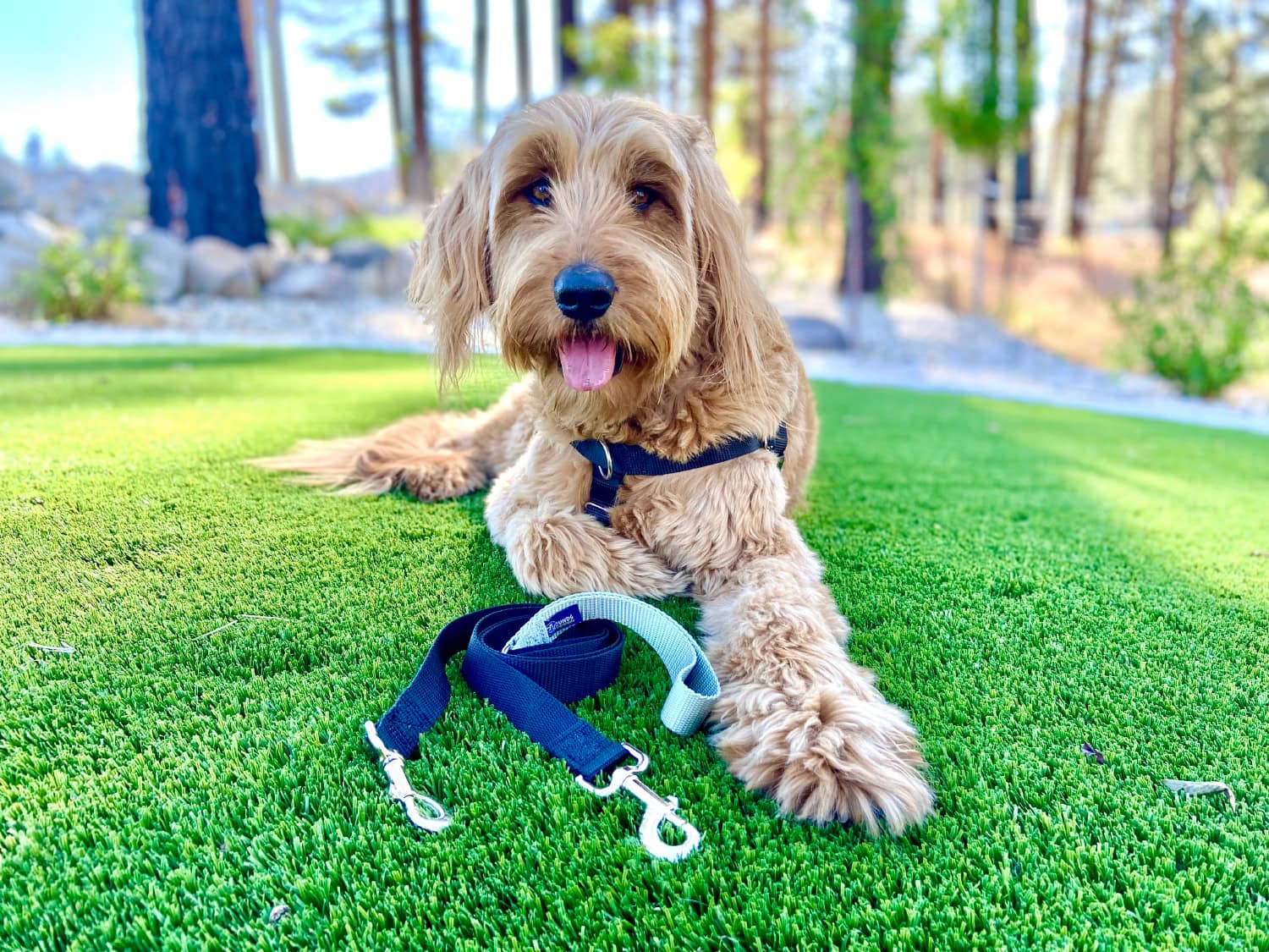 2 Hounds Design - micah with harness and leash lying on grass