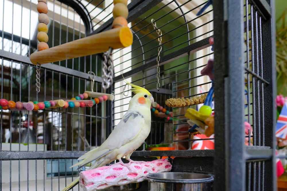 Adult male cockatiel bird seen on his main perch