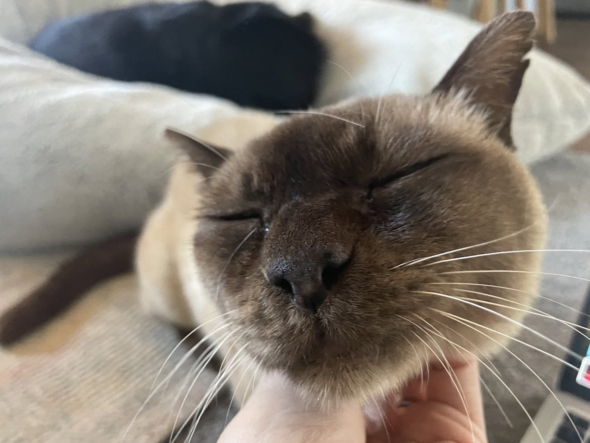Hard to stay mad at this squishy face.