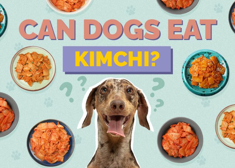 Hepper_Can Dogs Eat_Kimchi