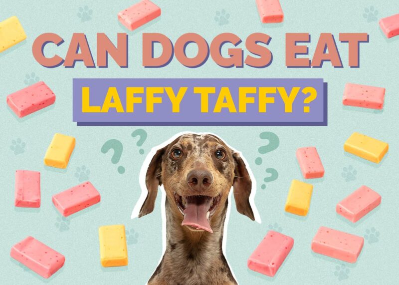 Hepper_Can Dogs Eat_Laffy Taffy