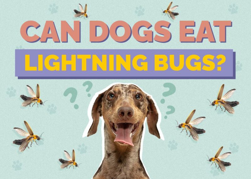 Hepper_Can Dogs Eat_Lightning Bugs
