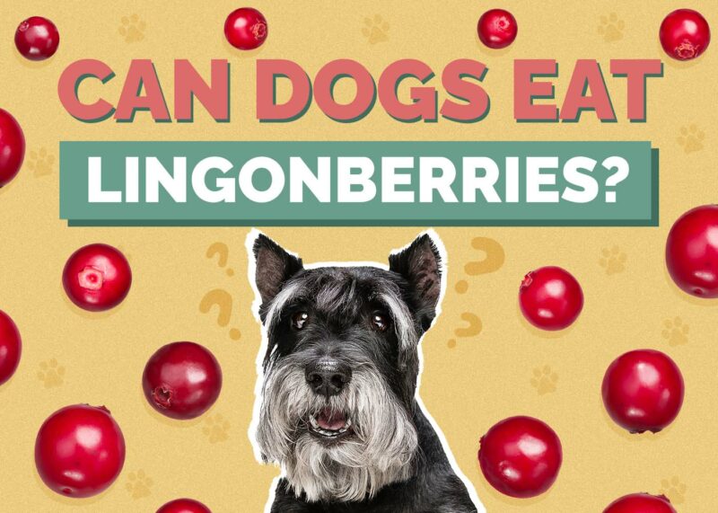 Hepper_Can Dogs Eat_Lingonberries