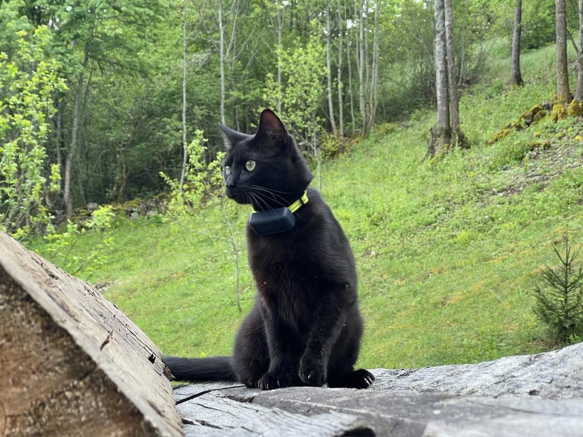 Miki sitting outside