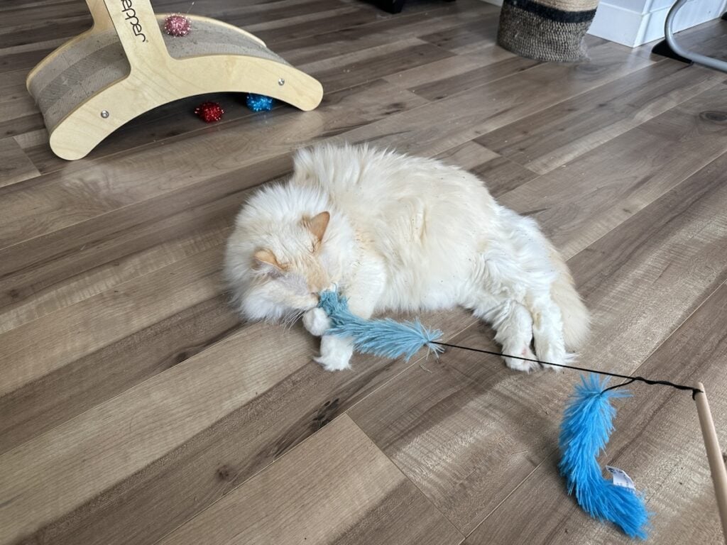 Blue playing with a wand toy